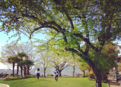 English bay 海边的草地