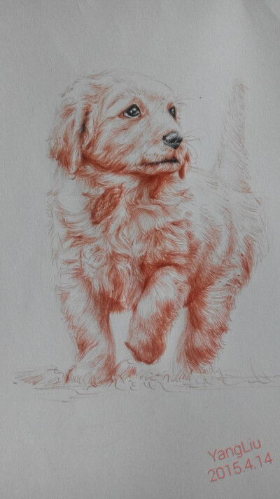 活泼的小狗狗，纯手绘，圆珠笔，美图