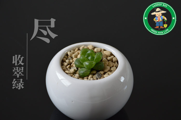 圆头玉露http://gardenboy.taobao.com