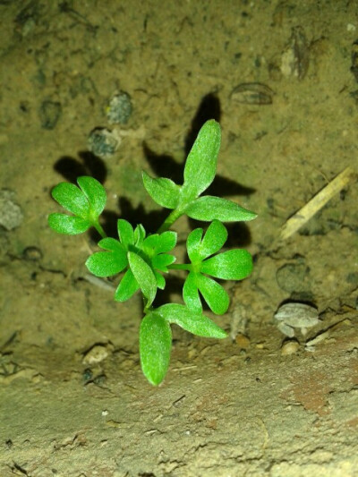 不知道这是什么植物，刚花盆中长出来的，希望再长大一点能看出它是什么。