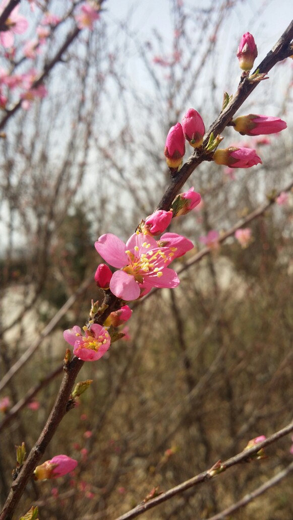 春暖花开