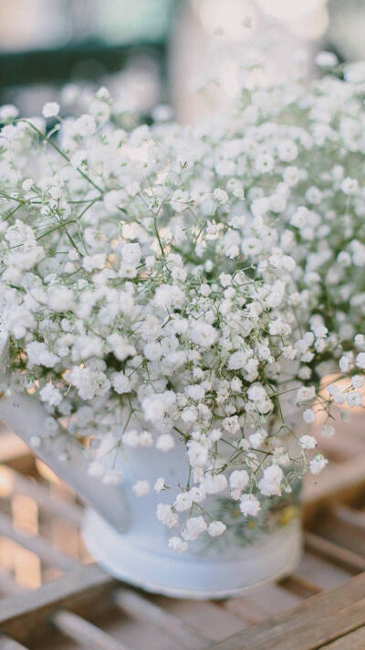 壁纸 满天星 花草 植物 小清新 白色 意境