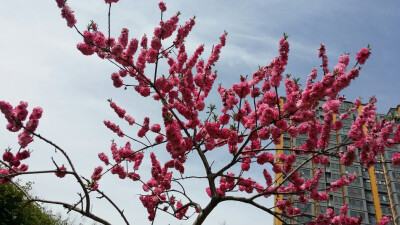 粉色花花