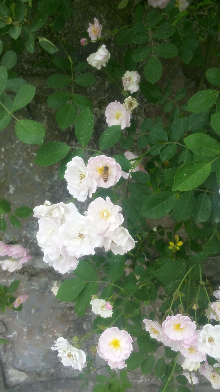 蓝蓝的天空下，风儿迈着轻快的步伐，闻着漫山遍野的花香。蜜蜂姑娘花衣花蓝，高兴的跳起八字舞儿歌唱。招呼来更多的伙伴们 ，向那群芳争艳的杏林飞翔。那朵朵花红灿放开春天的美丽，璨放着美丽的梦想。造福与人类甜蜜的生活从此开始，醉人心神的岂止美丽的花香？