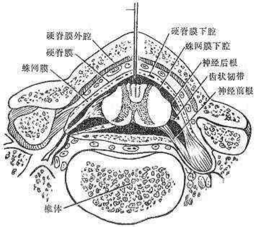 脊柱