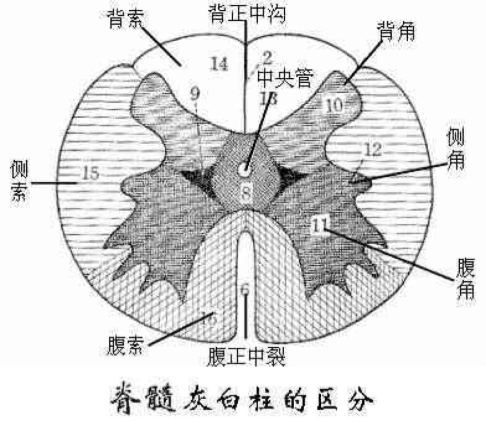 脊髓