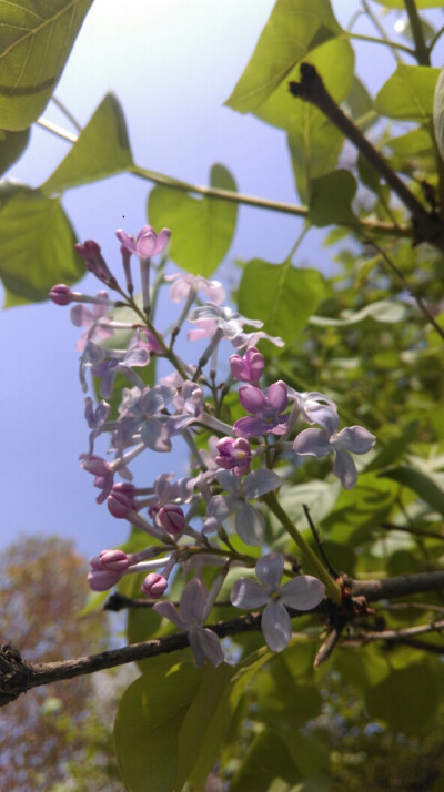 不知名的紫色的花