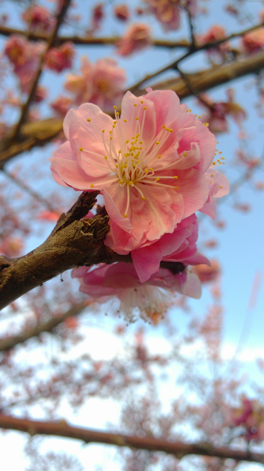 看那一枝花…