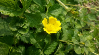 野草莓花~