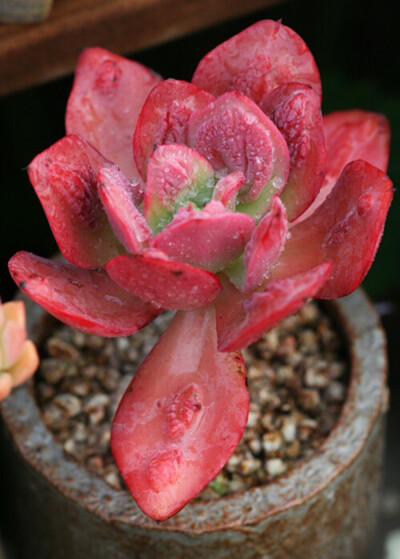 狂野男爵 Echeveria Baron Bold