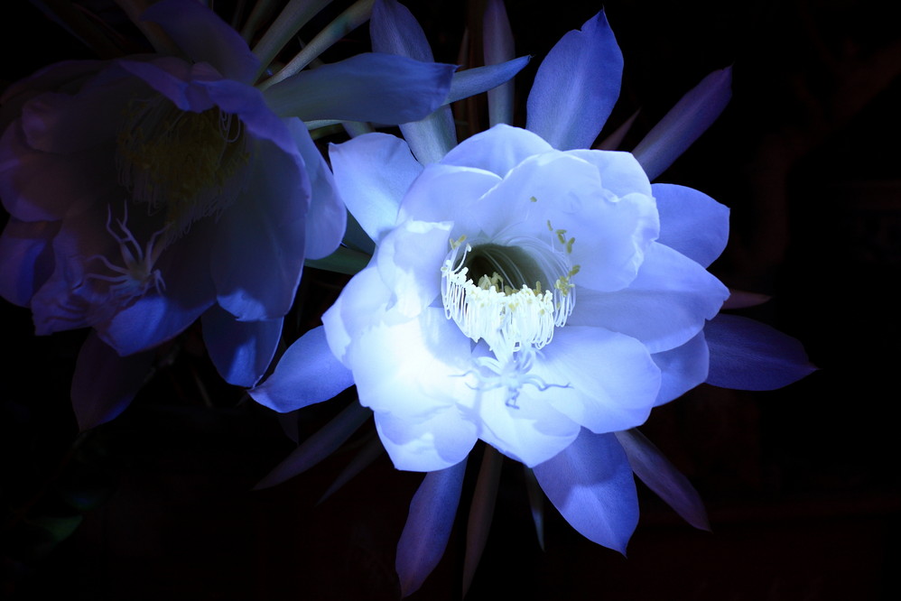 昙花月下美人昙花一现只为韦驮