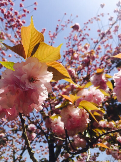 奈良公園的櫻花