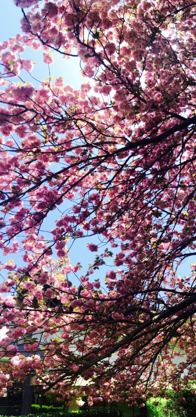 奈良公園的櫻花