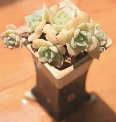 范女王 Echeveria fun queen