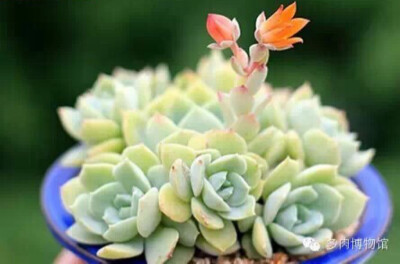 范女王 Echeveria fun queen