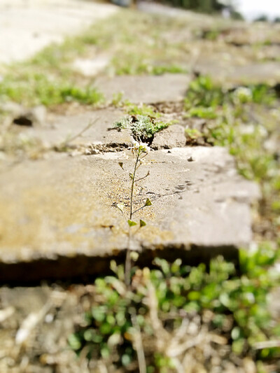 古砖旁的一棵小草，坚韧而美丽