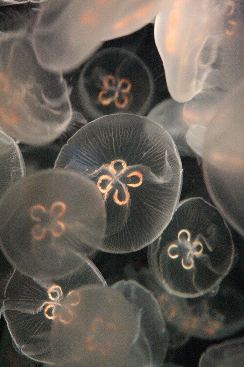 水母是海底最美的生物 没有之一。