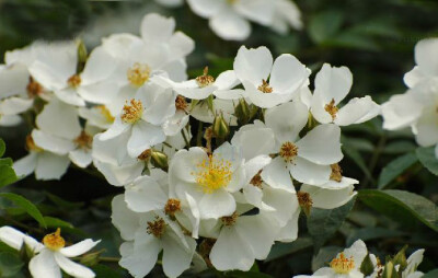 荼蘼花枝梢茂密，花繁香浓，入秋后果色变红。宜作绿篱，也可孤植于草地边缘。果可生食或加工酿酒。根含鞣质，可提取栲胶。花是很好的蜜源，也可提炼香精油。荼蘼，一种蔷薇科的草本植物，春天之后，往往直到盛夏才会…