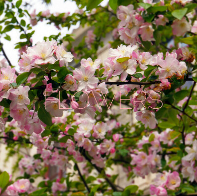 Flowers 海棠花 小清新【更多详见专辑☞谁都以为热情它永不会退】喜欢请关注哦～新浪微博@Ice冰颖