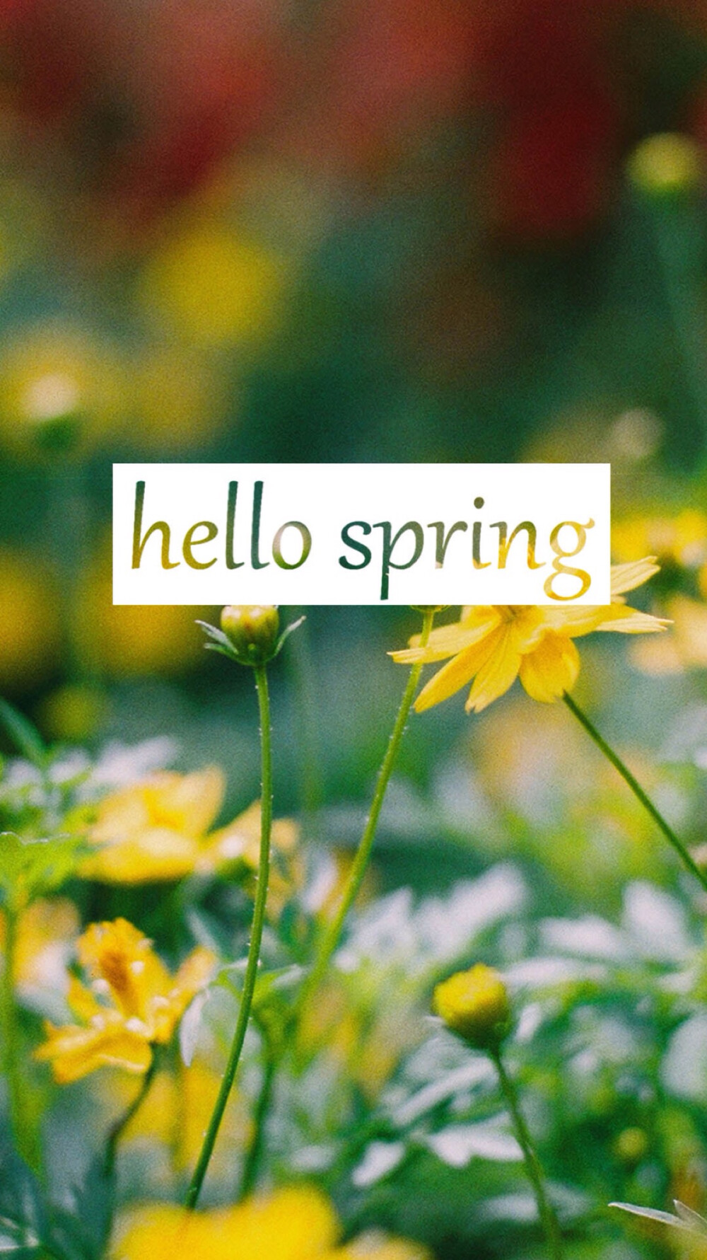 文字 句子 英语 英伦 欧美 清新 唯美 壁纸 短句 那些错失了的美好 春天 Hello Spring