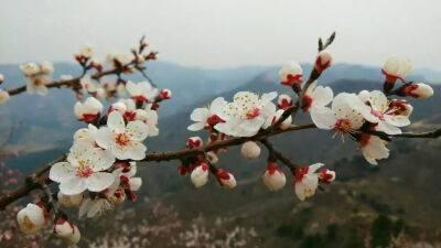 风景 摄影 不知不觉，花已开的这样盛了。就让天下都明快一些吧。