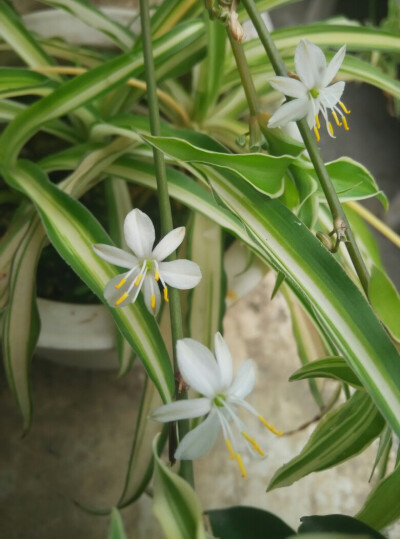 小花小草