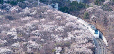 和谐号列车穿越居庸关花海 被赞开往春天的列车