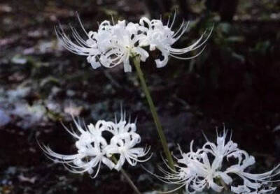 彼岸花，又名曼珠沙华（红），曼陀罗华（白）;克莱茵蓝（蓝）。花开不见叶，叶落花才生，花叶同根，却永不相见。