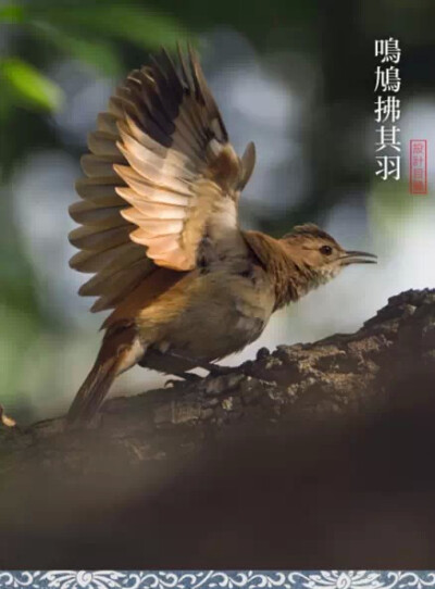 中国古代将谷雨分为三候：“第一候萍始生；第二候鸣鸠拂其羽；第三候为戴胜降于桑。”是说谷雨后降雨量增多，浮萍开始生长，接着布谷鸟便开始提醒人们播种了，然后是桑树上开始见到戴胜鸟。