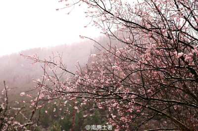 花开半春