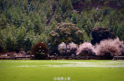 桃花
