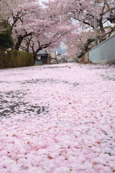 我眼里的日本～