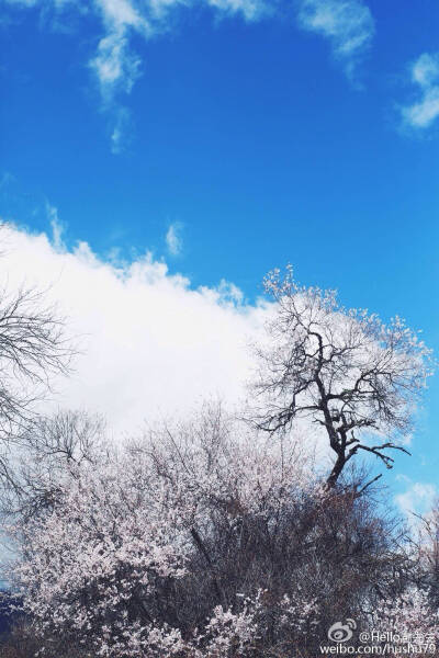 西藏醉美桃花