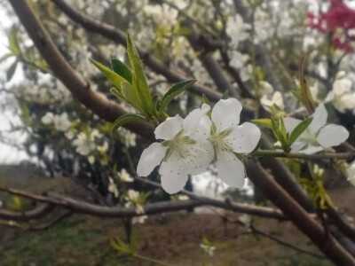 淡雅朴素是它的特点 而往往人们会被这些微不足道的事物深深吸引着 万物都有着属于他们的语言 俯下身靠近它 远离世俗的嘈杂声 细细的聆听