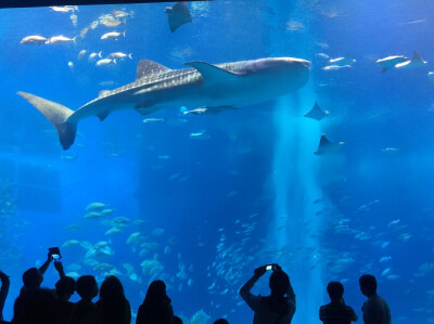 美丽海水族馆--冲绳