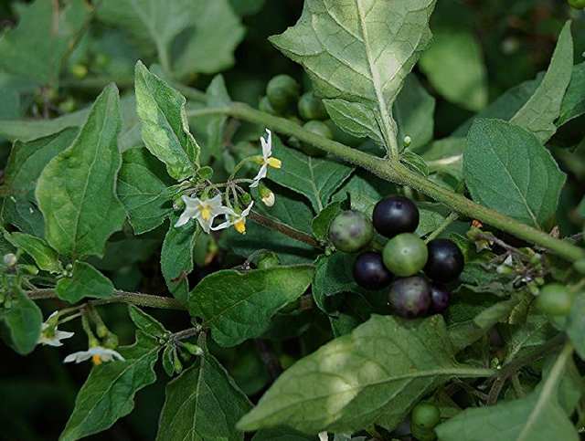  龙葵（学名：Solanum nigrum L. ）：一年生草本植物，全草高30-120厘米；茎直立，多分枝；卵形或心型叶子互生，近全缘；夏季开白色小花，4－10朵成聚伞花序；球形浆果，成熟后为黑紫色。浆果和叶子均可食用，但叶子含有大量生物碱，须经煮熟后方可解毒。全株入药，可散瘀消肿，清热解毒。