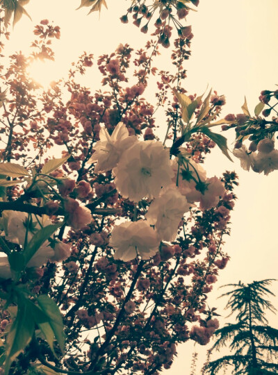 樱花三月开