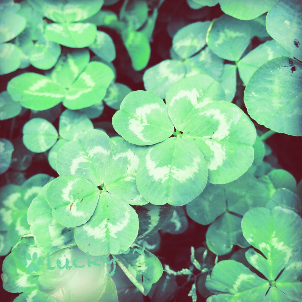 美美哒(๑Ő௰Ő๑)