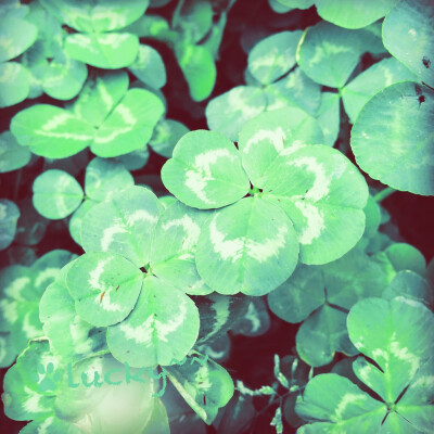 美美哒(๑Ő௰Ő๑)