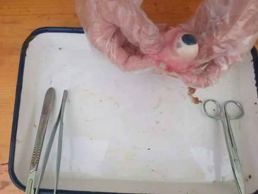 解剖猪眼