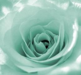 薄荷绿的玫瑰花