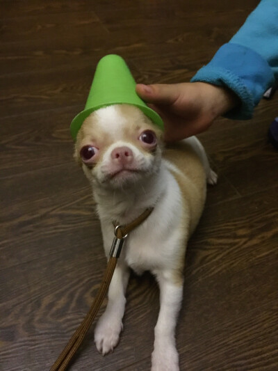 植物大战僵尸