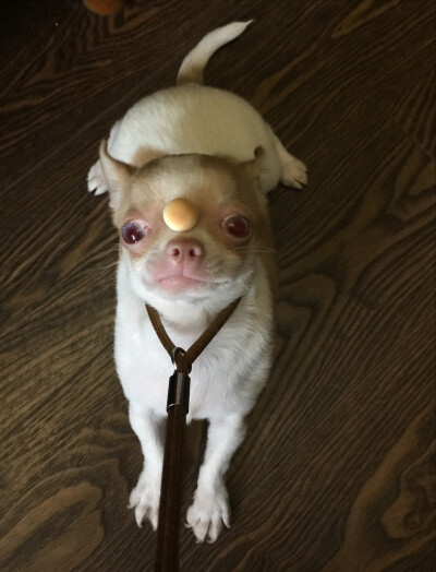 顶个小馒头