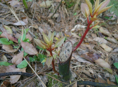 枝芽