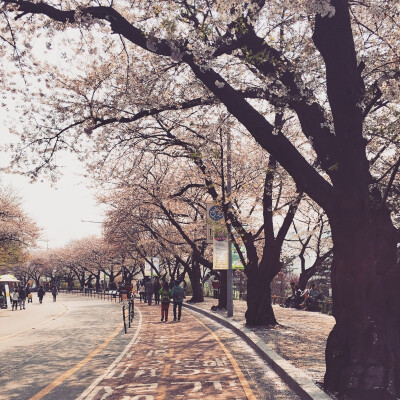 韩国的下雨天终于停了! 跑去公园走走和看粉粉的樱花.