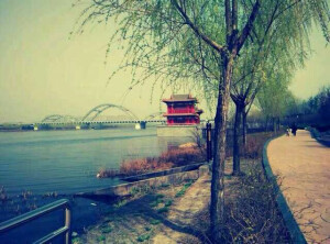 一树，一路，一塔，一桥。。。白天如此，夜晚美甚矣。。。