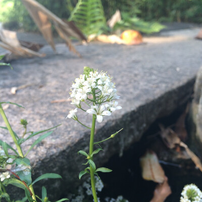 泽珍珠菜，报春花科，花朵簇状，广西一带常见的消肿解毒的植物。春天在学校路边草丛里看见一些，很显眼。