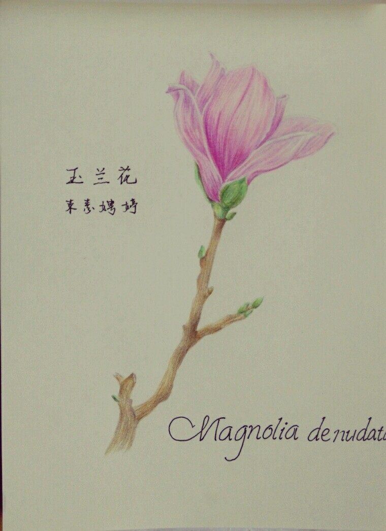 彩铅绘玉兰花
