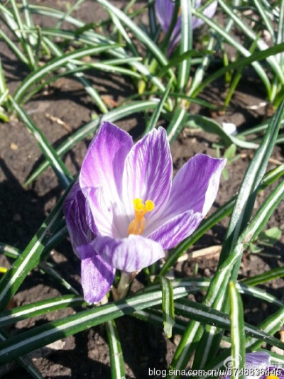 【石之若璞-花事-春日觅花影】番红花~拉丁学名：Crocus sativus L.~英文名称Saffron~别称：西红花、藏红花~鸢尾科-番红花属