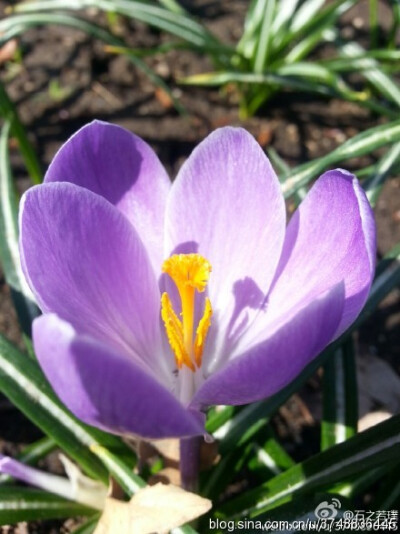 【石之若璞-花事-春日觅花影】番红花~拉丁学名：Crocus sativus L.~英文名称Saffron~别称：西红花、藏红花~鸢尾科-番红花属